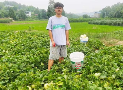 蔬菜種子種植戶客戶點(diǎn)評(píng)-甜瓜新品上市，每個(gè)賣9元，很暢銷！