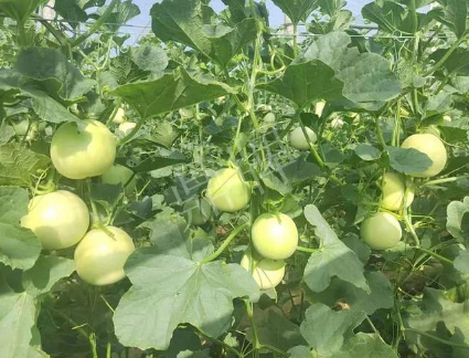 蔬菜種子種植戶客戶點(diǎn)評(píng)-種植這個(gè)新品種，我感到非常滿意！