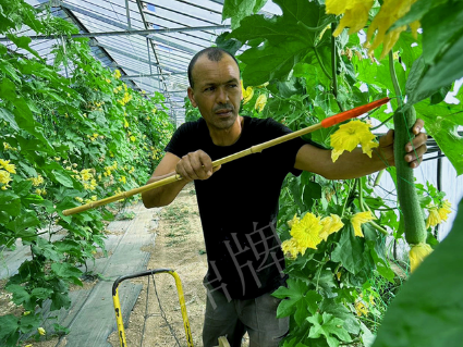 蔬菜種子種植戶客戶點(diǎn)評(píng)-這種絲瓜在法國(guó)，批發(fā)都是30元/kg