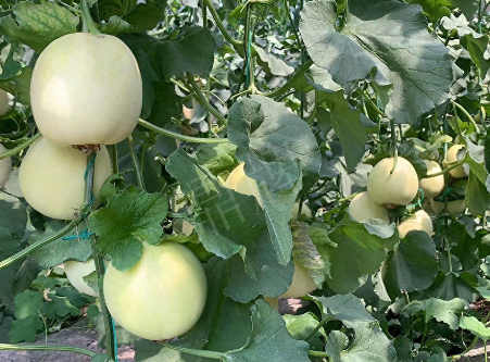 蔬菜種子種植戶客戶點評-“玉奶香2號”甜瓜，真的有那么好嗎？