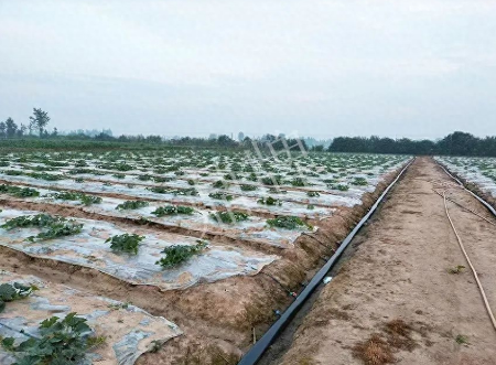 蔬菜種子種植戶客戶點評-80后大廚回鄉(xiāng)種甜瓜，第一年就賺15萬！