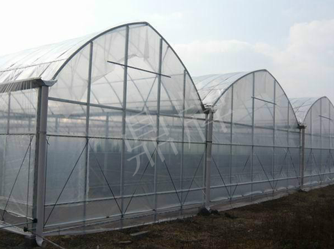 蔬菜種子種植戶客戶點評-鼎牌瓠瓜上市早，地頭批發(fā)價達(dá)到8元/斤，種植基地王老板告訴您！