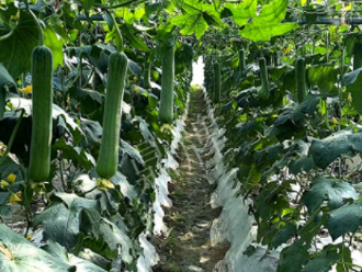 蔬菜種子種植戶客戶點評-高手在民間，浙江蒼南的絲瓜在下半年至春節(jié)，都有大量上市！