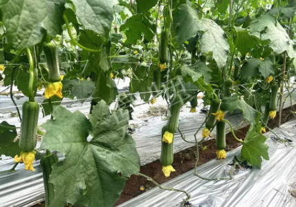 蔬菜種子種植戶客戶點評-這個新品種好不好？？？見證的時候到了！