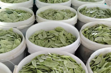 蔬菜種子種植戶客戶點評-時隔20年，我再種這個品種，大家來看看，怎么樣？