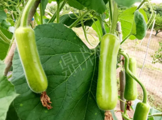 蔬菜種子種植戶客戶點評-科研人員發(fā)誓研究的一個抗高溫品種，您可能需要！