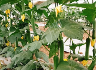 蔬菜種子種植戶客戶點評-一株結(jié)瓜30多個，價錢好，賺了！