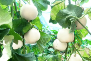 蔬菜種子種植戶客戶點評-丁老板說：種植這個品種，獲得了滿意的收入，確實“爽歪歪”