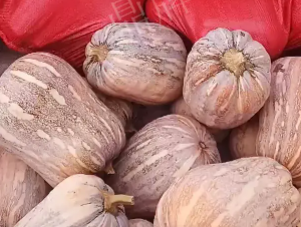 蔬菜種子種植戶客戶點評-今年，這個南瓜品種刷新了我的認(rèn)知！您遇到過這種情況嗎？