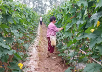 蔬菜種子種植戶客戶點評-85歲老奶奶，還是種植基地的領(lǐng)頭人，做的怎么樣？一起去看看…