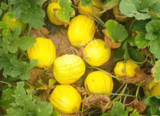 蔬菜種子種植戶客戶點評-瓜農(nóng)說：“還得是這個品種??！”，什么品種讓種植戶如此感慨？